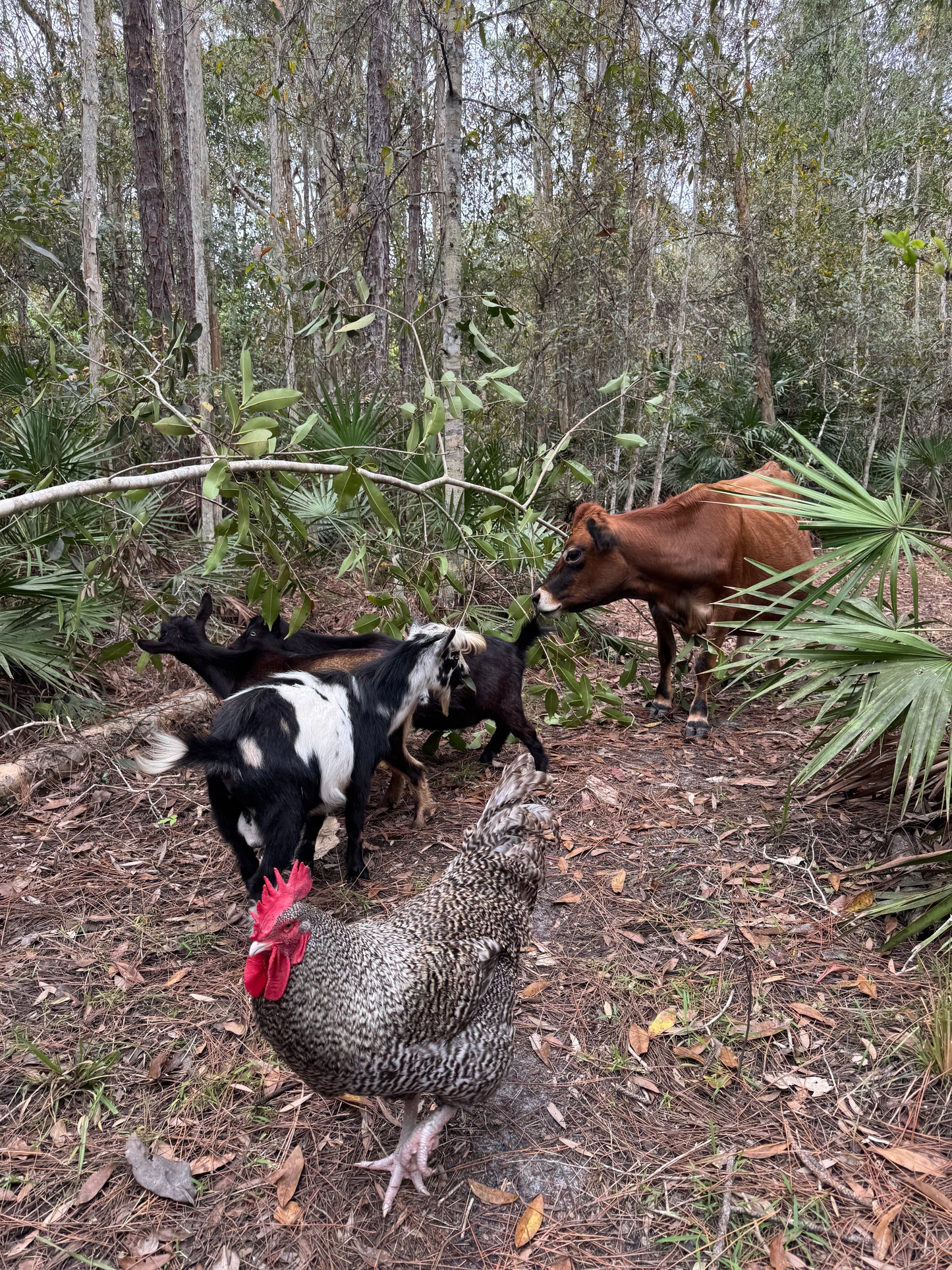 The Farm Animal Walk