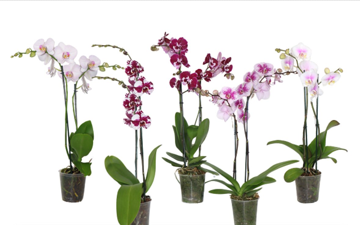 5" Phalaenopsis Novelty [qty 8]