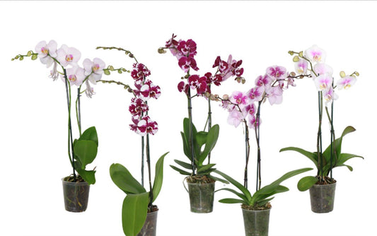 5" Phalaenopsis Novelty [qty 8]