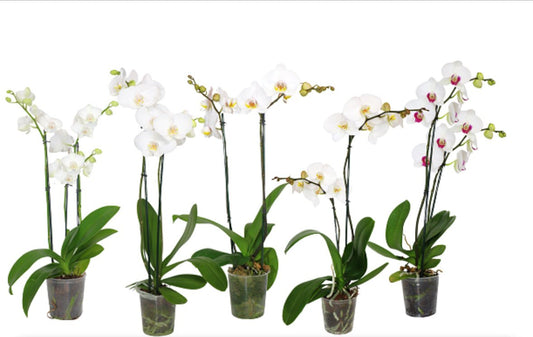5" Phalaenopsis White [qty 8]