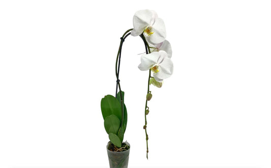 5" Swan Phaleanopsis White [qty 8]