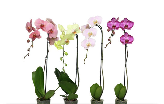 5" Assorted Birds of Paradise [qty 8]