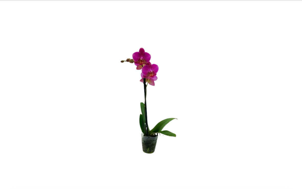 2" Espresso Orchids [qty 12]