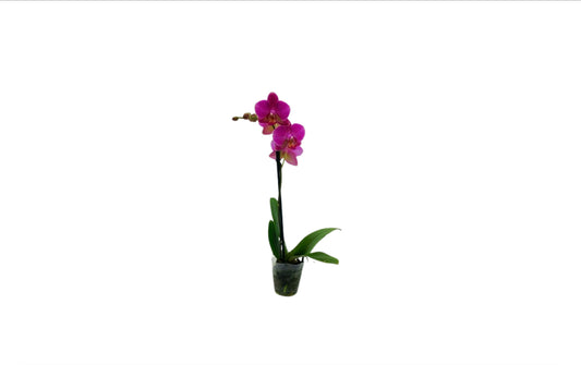 2" Espresso Orchids [qty 12]