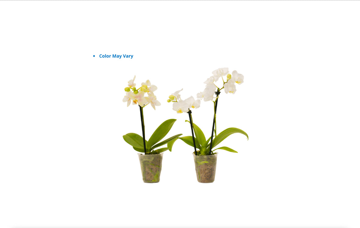 2" Espresso Orchids [qty 12]