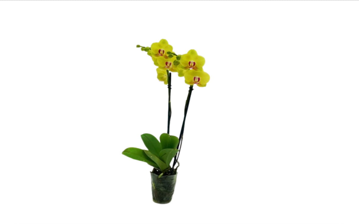 2" Espresso Orchids [qty 12]
