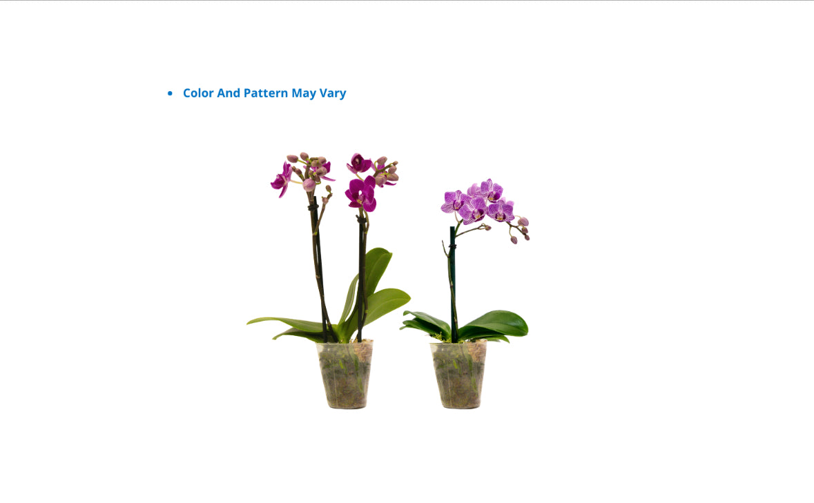 2" Espresso Orchids [qty 12]