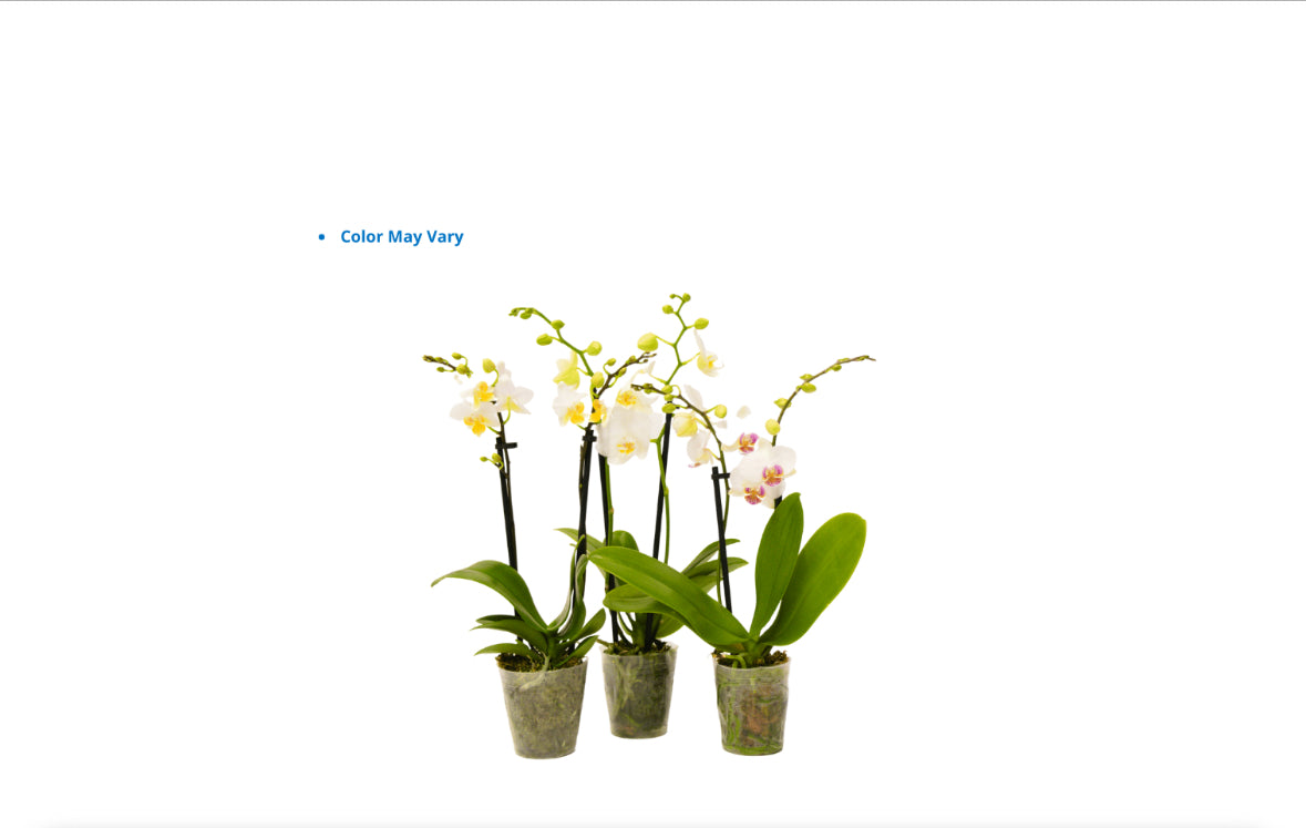 3" Teacup Assorted [qty 20]