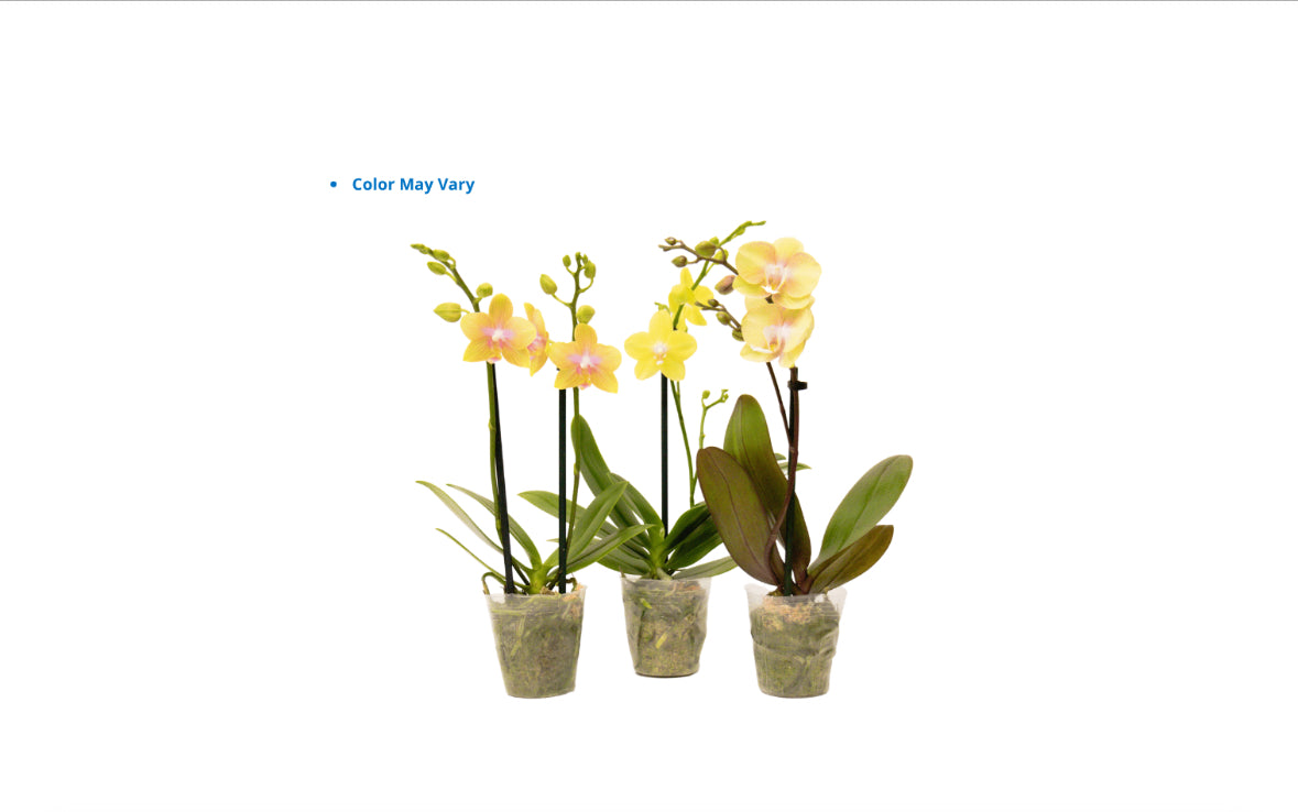 3" Teacup Assorted [qty 20]