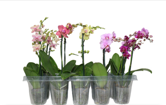 3" Teacup Assorted [qty 20]