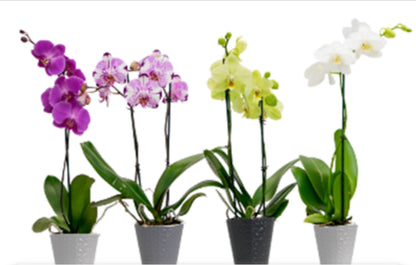 5" Phalaenopsis Assorted [qty 8]