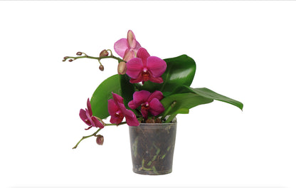 5" Phalaenopsis Assorted [qty 8]