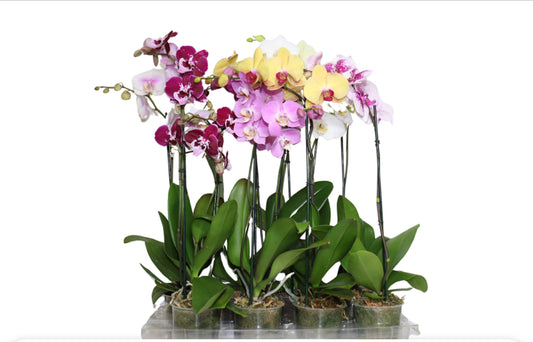 5" Phalaenopsis Assorted [qty 8]