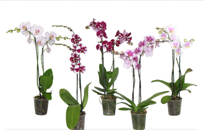 5" Phalaenopsis Assorted [qty 8]