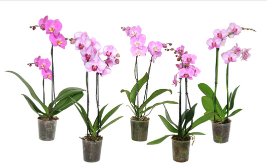 5" Phalaenopsis Pink [qty 8]