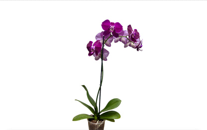 5" Phalaenopsis Assorted [qty 8]