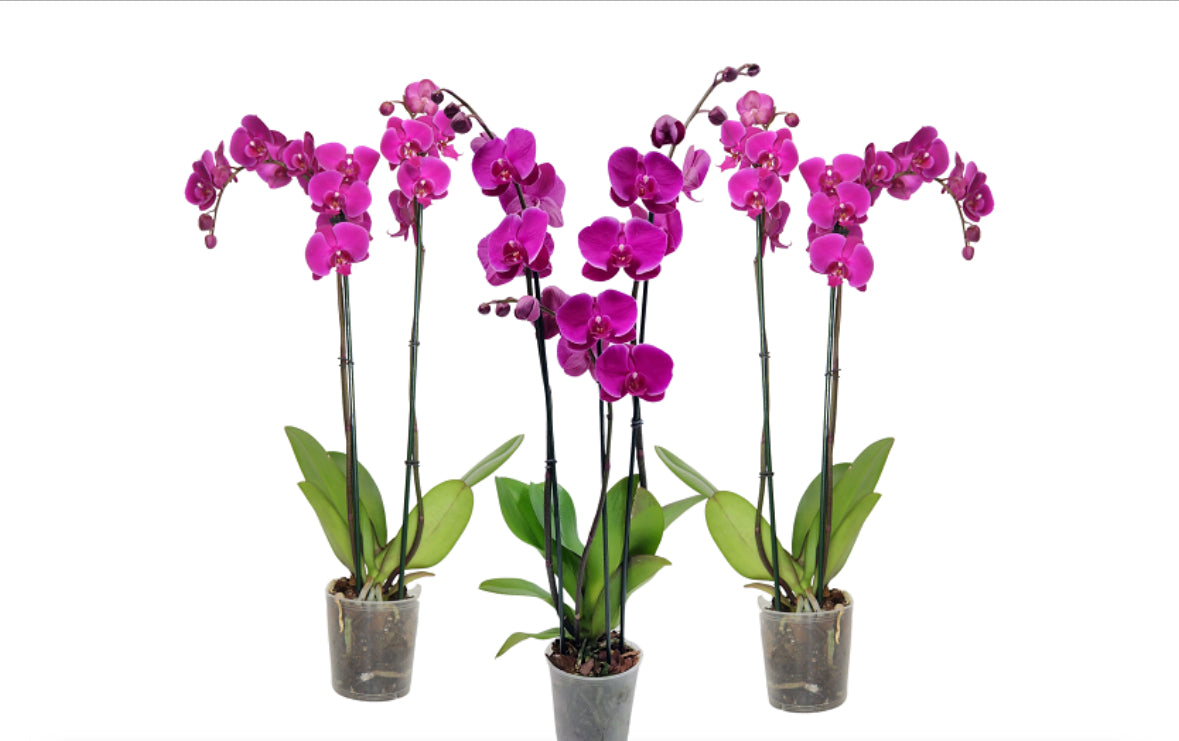 5" Phalaenopsis Assorted [qty 8]