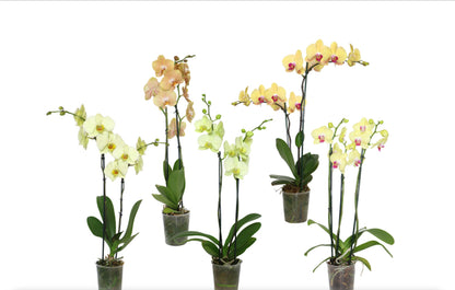 5" Phalaenopsis Assorted [qty 8]