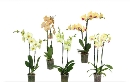 5" Phalaenopsis Yellow [qty 8]