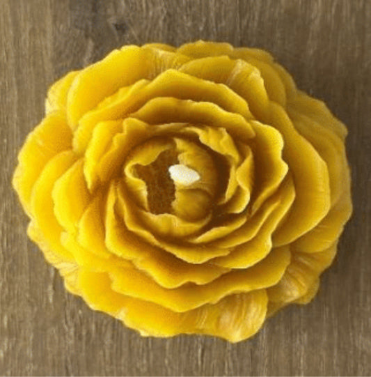 peonie flower