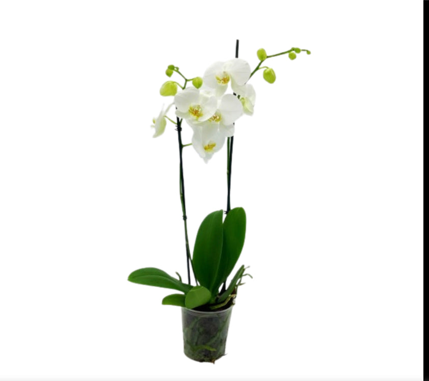 5" Phalaenopsis White, double stem [qty 8]