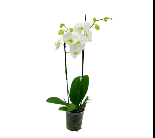 5" Phalaenopsis White, double stem [qty 8]