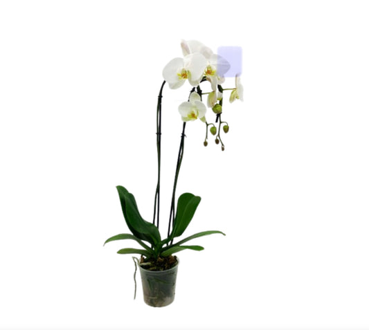 5" Swan Phalaenopsis white, double stem [qty 8]
