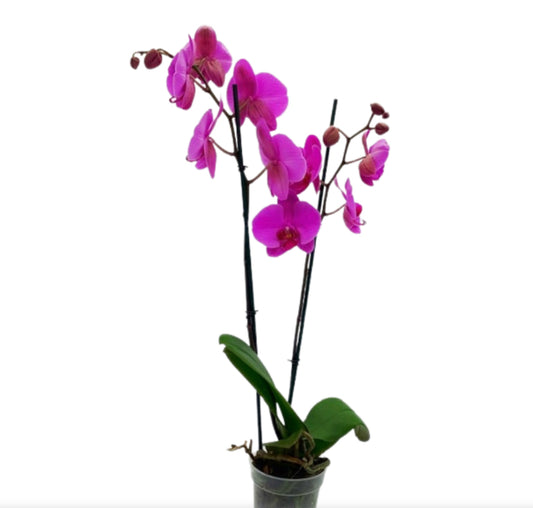 5" Phalaenopsis Purple, double stem [qty 8]