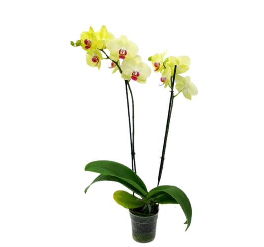 5" Phalaenopsis Yellow orchids [qty 8]