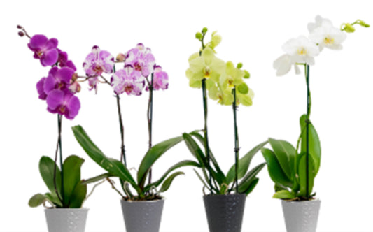 10 Assorted Orchid Colors in Ceramic Pots, 5" Phalaenophsis