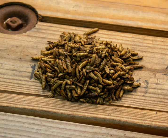 Flock Perfect Chicken Dance Grubs, 3.5lbs