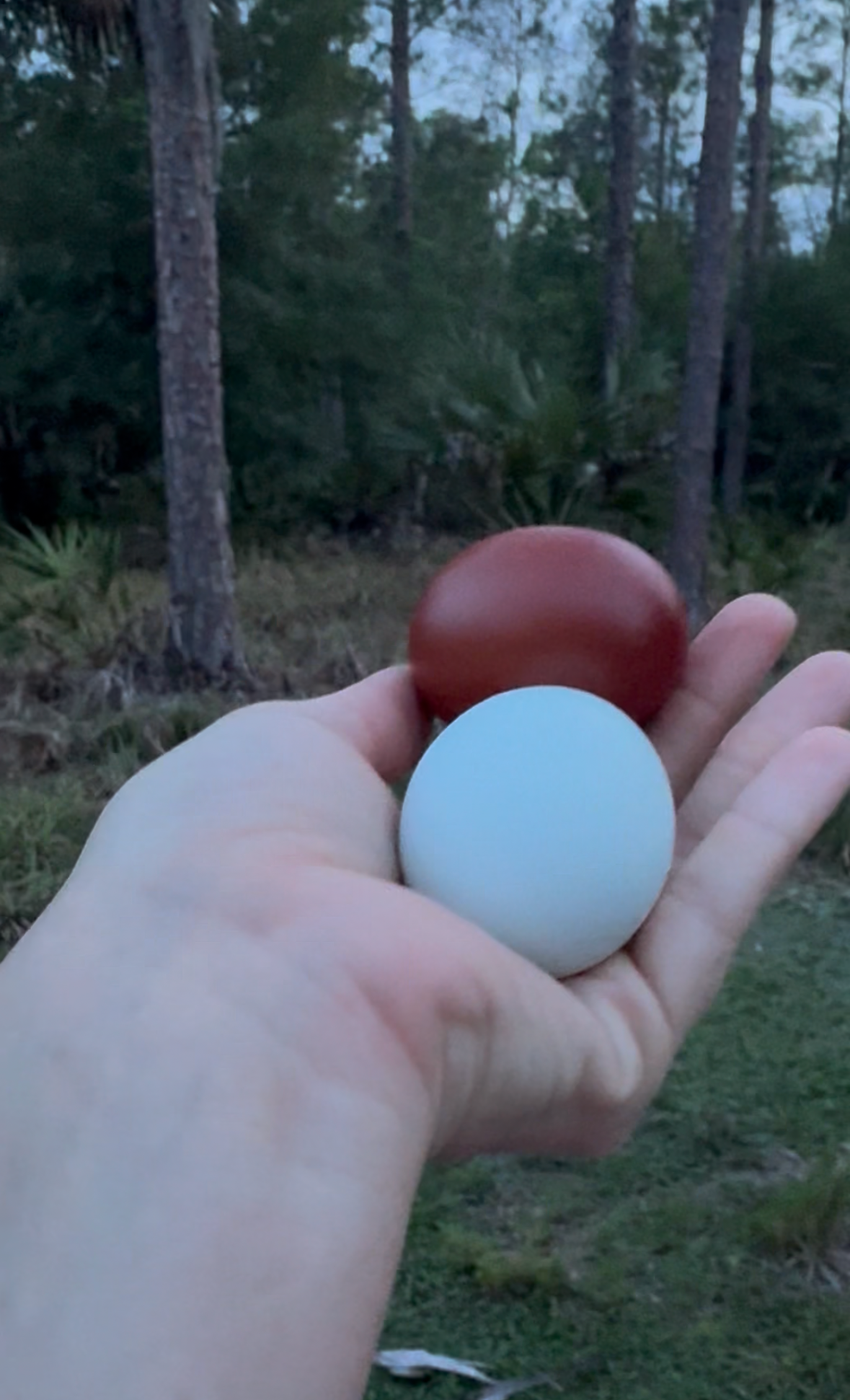 beyond organic, farm fresh eggs