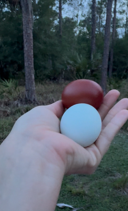 beyond organic, farm fresh eggs