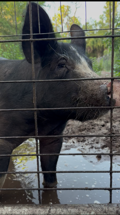 1/2 Share, Beyond Organic Pasture Raised, Berkshire Pig [DEPOSIT]